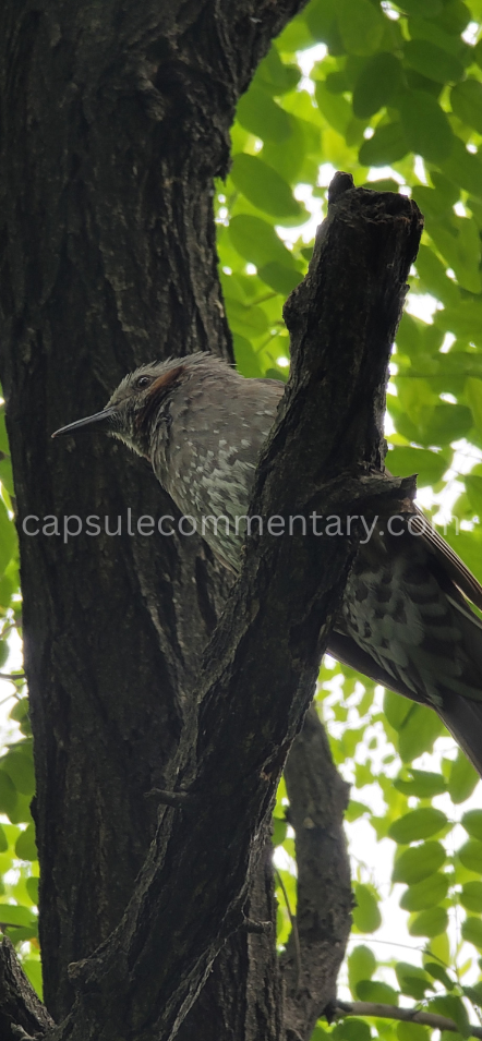 수색산 / 반홍산 Susaeksan / Banhongsan