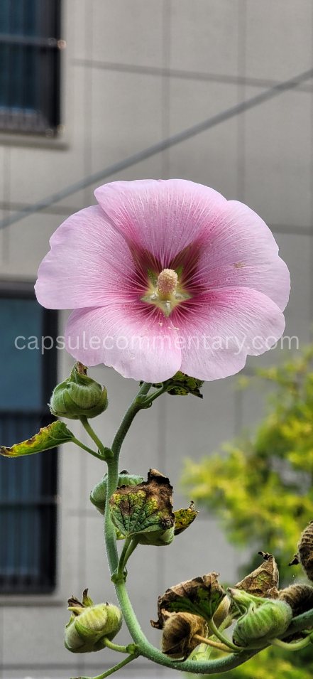 목골산 근처의 무궁화 Rose of Sharon near Mokgolsan