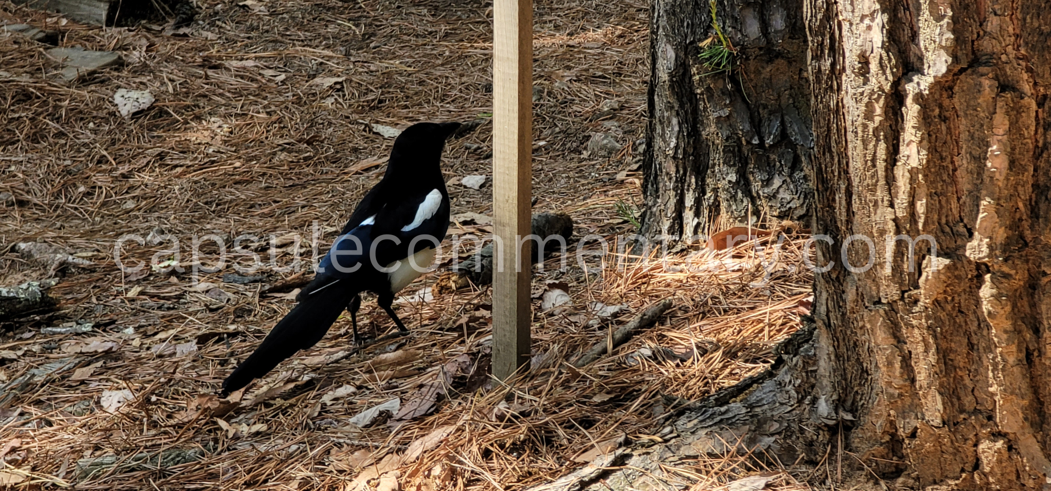 검덕산 Geomdeoksan